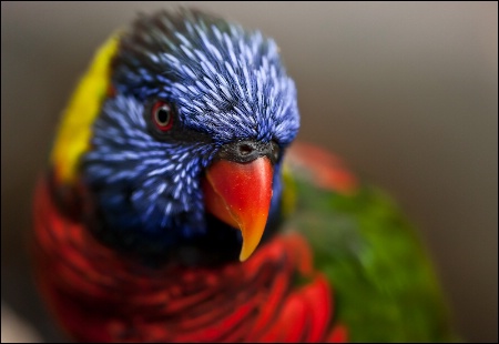 Photography Contest Grand Prize Winner - September 2010: Brilliant Plumage