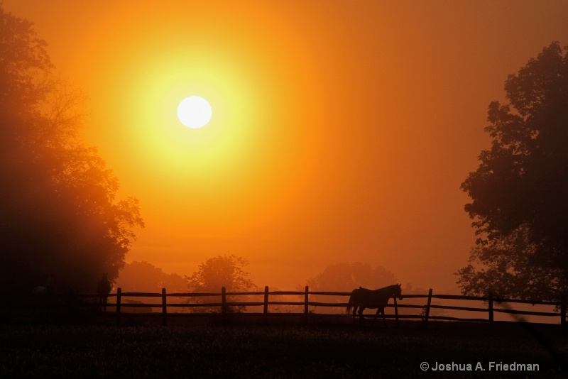 Horse at Sunrise, Bucks County, PA