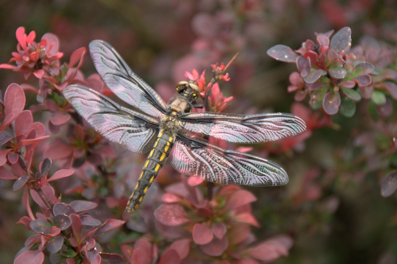 dragonfly - ID: 10814532 © cari martin