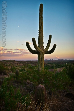 Moonrise Cactus