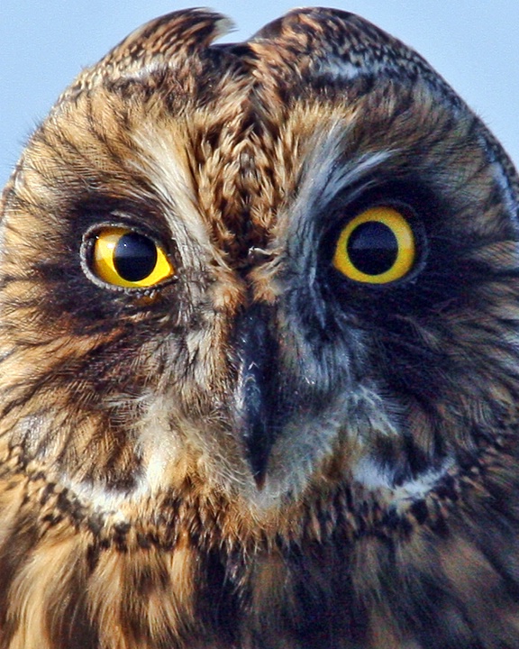 Up close with a short-eared owl