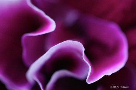 Purple Petals 2