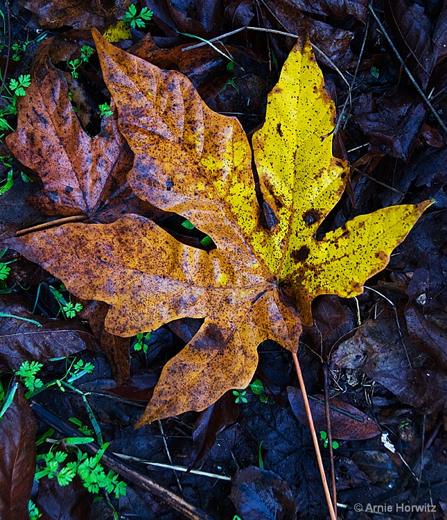 Fallen Leaf - ID: 10823314 © Arnie Horwitz
