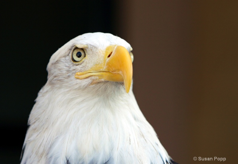 Eagle - ID: 10824905 © Susan Popp