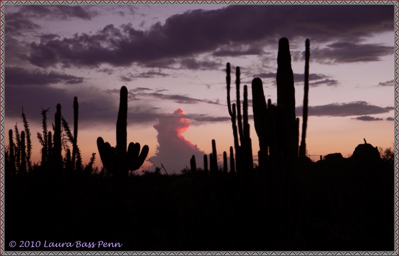 saguaro and pipe organ cactus at sunset, phoenix