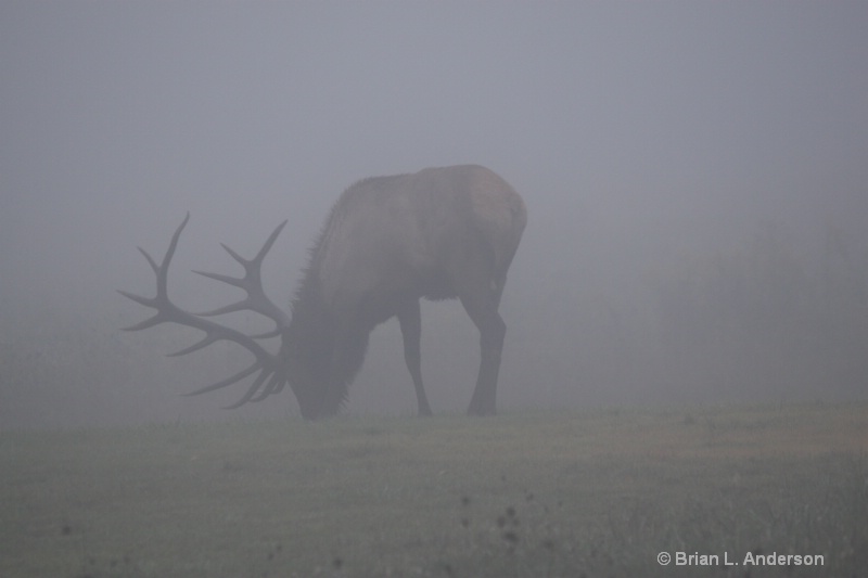 Bull Elk in Fog 1