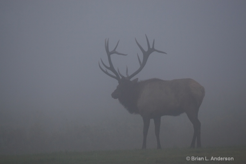 Bull Elk in Fog 2
