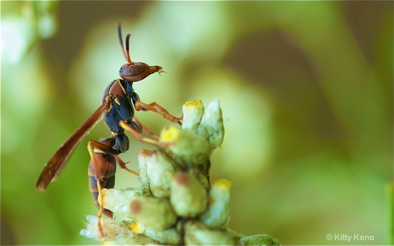 Proud Paper Wasp