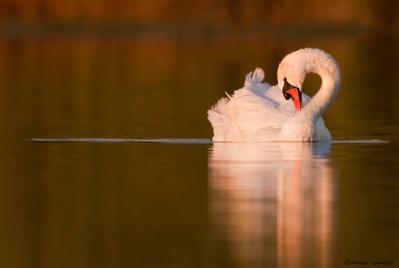 Mute Swan at Last Light