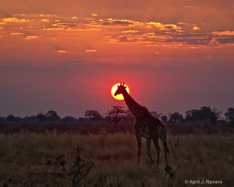 giraffe - ID: 10835563 © April J. Rovero