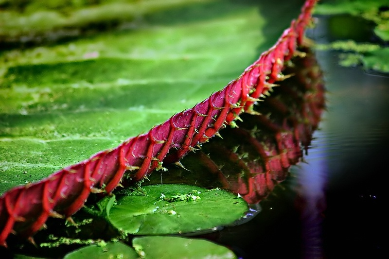 Giant Lily