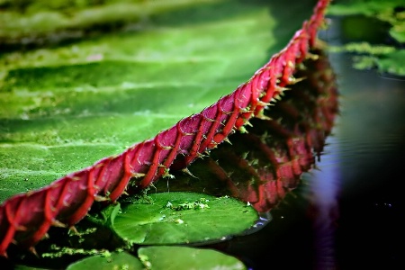 Giant Lily