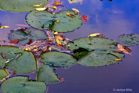 Edge of the pond