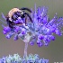 © Elliot Barnathan PhotoID# 10837156: Bees 7