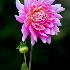 © Elliot Barnathan PhotoID# 10837243: Flowers 8