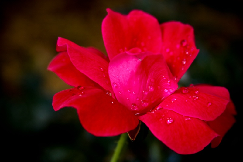 Rain drop rose...