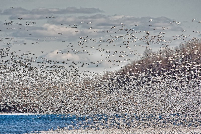 Snow Geese Migration