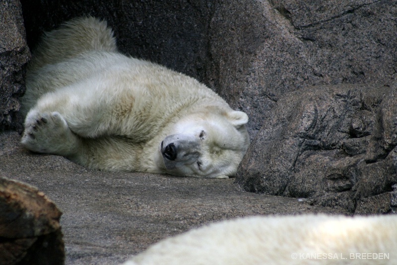 Polar Bear Nap......