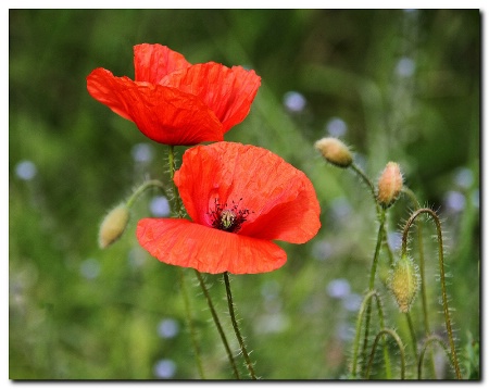 Poppies