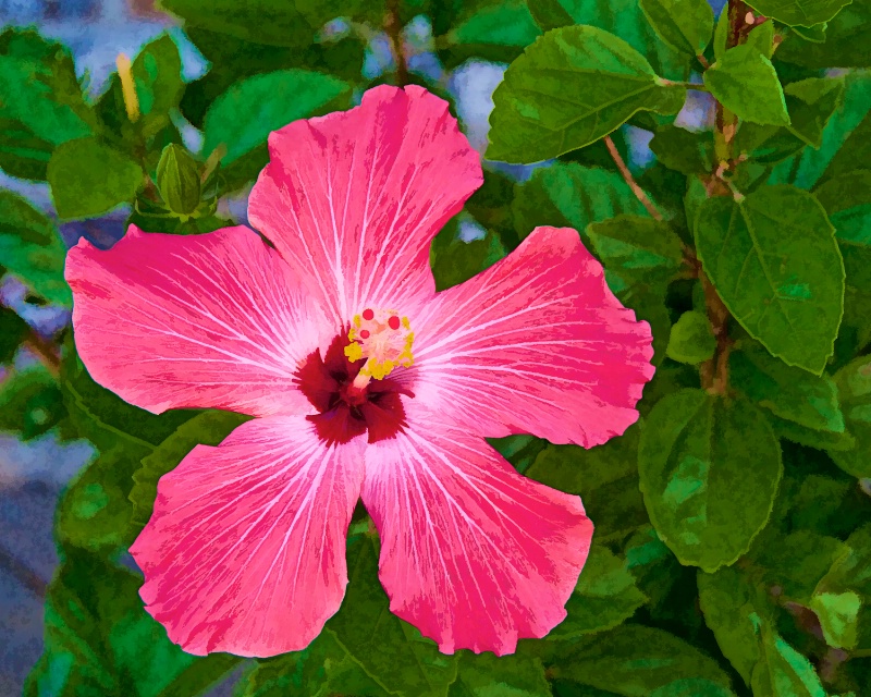 Perfect Hibiscus in the morning