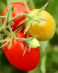 "Tomatoes - T...