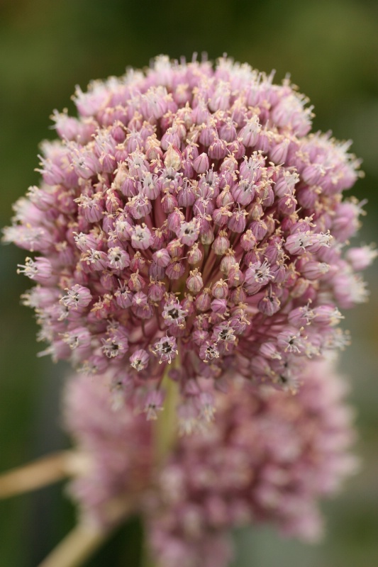 allium