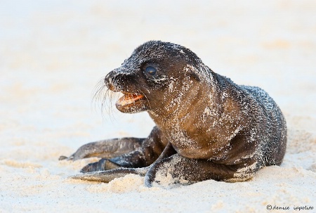 Galapagos Sea Lion Pup