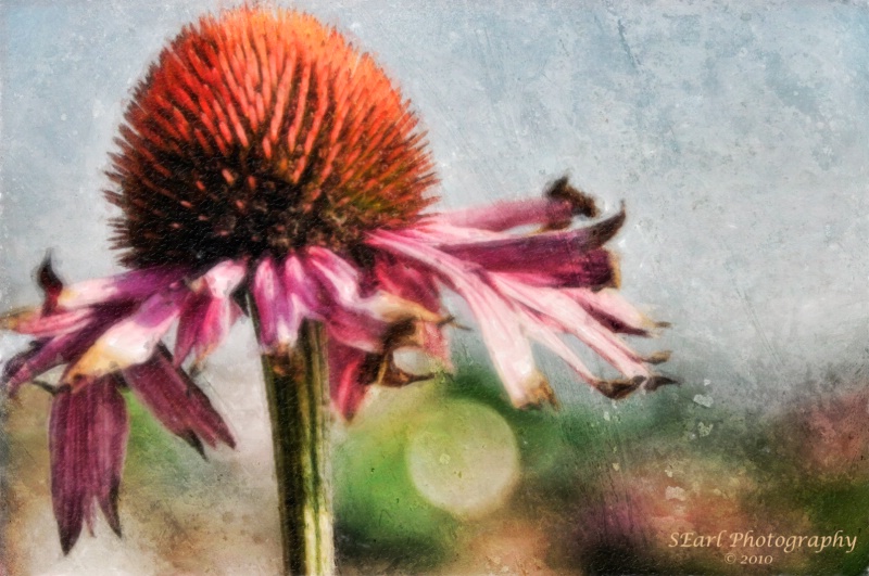 Photo of the Week@@Watercolor Technique