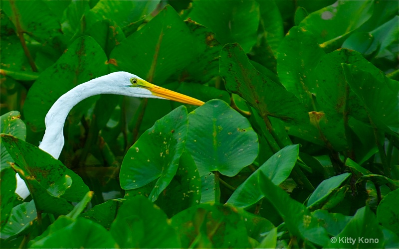 Egret in the Water Lillies