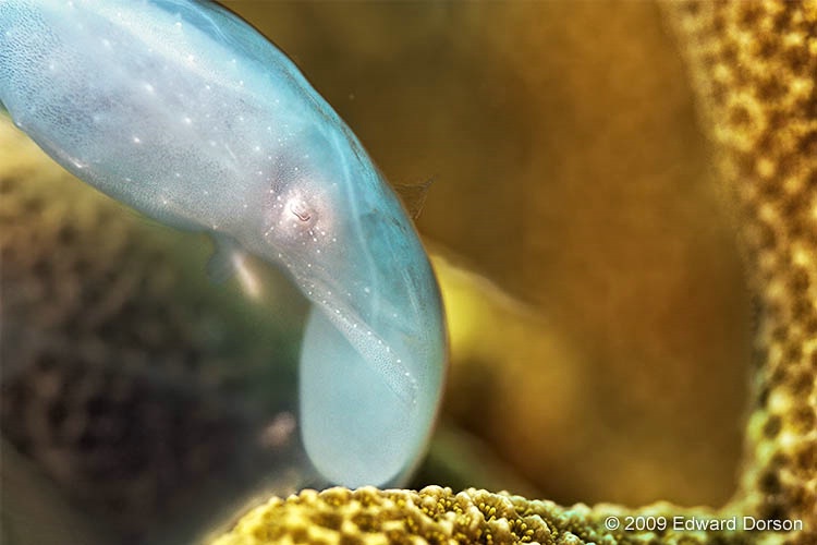 Cuttlefish Egg_2 - ID: 10845310 © Edward Dorson