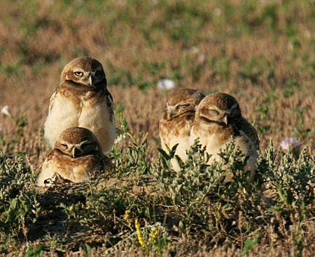 burrowing owl family