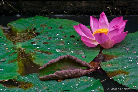 Pink lotus blossom