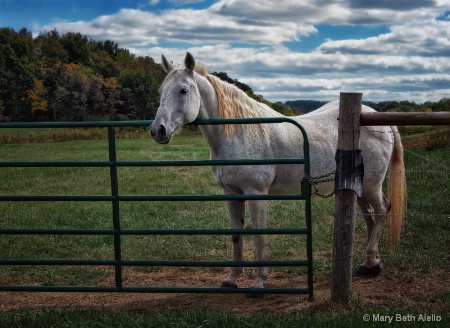 A Cowboy's Heart