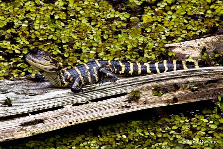 Baby Gator