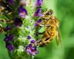 Lavender for Lunc...