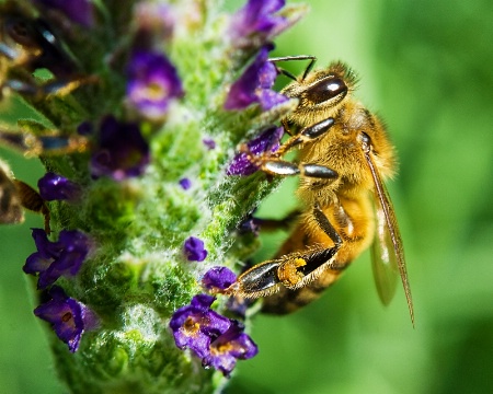 Lavender for Lunch