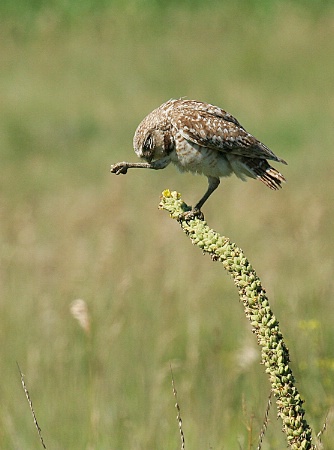 burrowing owl grooming