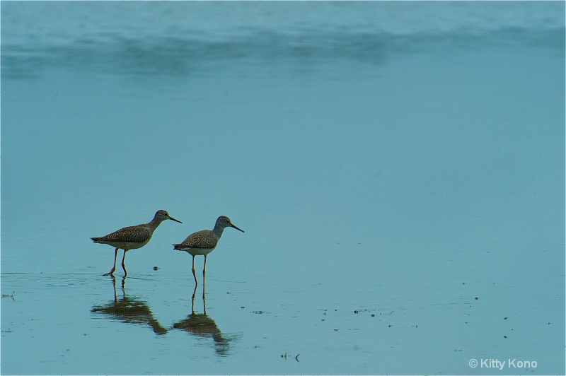 Two Sand Pipers
