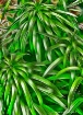 Abstract in Green