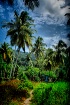 Jungle 