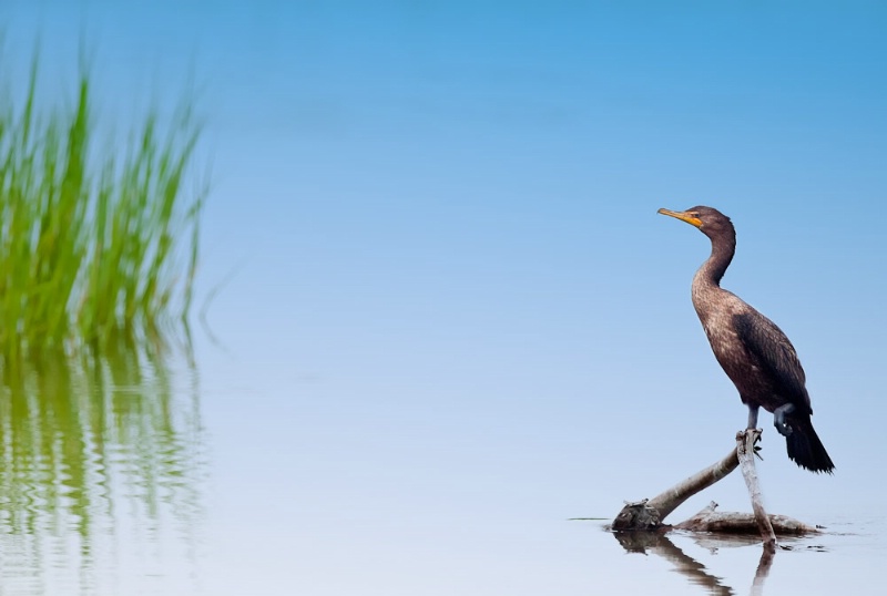 Cormorant in The Marsh - ID: 10851312 © Bob Miller