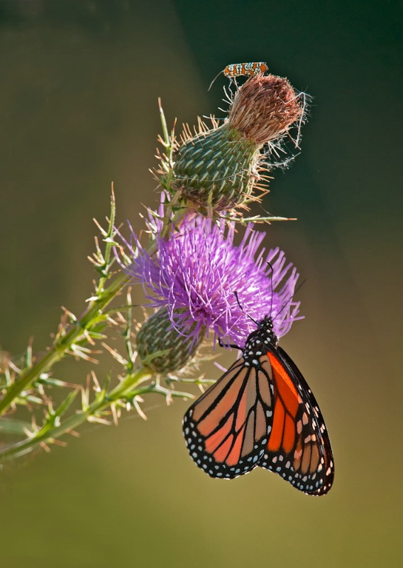 Monarch with Thistle - ID: 10851314 © Bob Miller