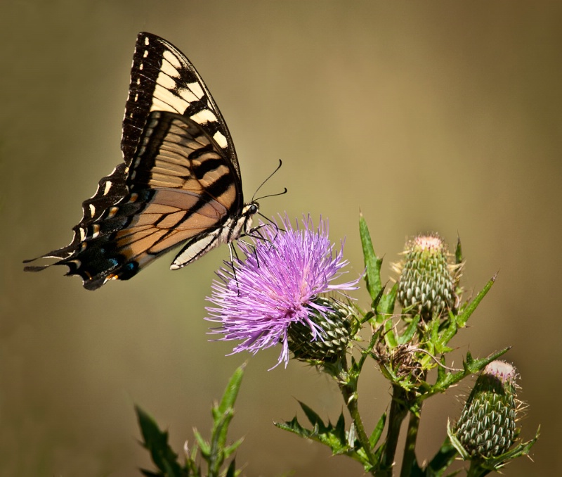 Swallotail and Thistle - ID: 10851316 © Bob Miller