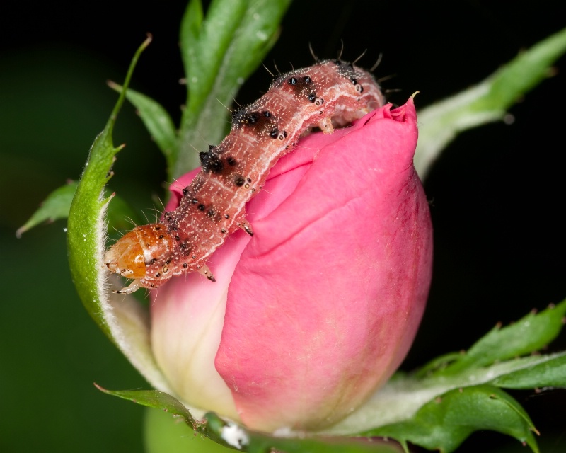 The Hungry Caterpillar 