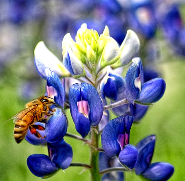 Loaded Texas Honeybee