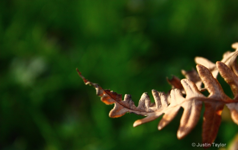 Autumn Returning.