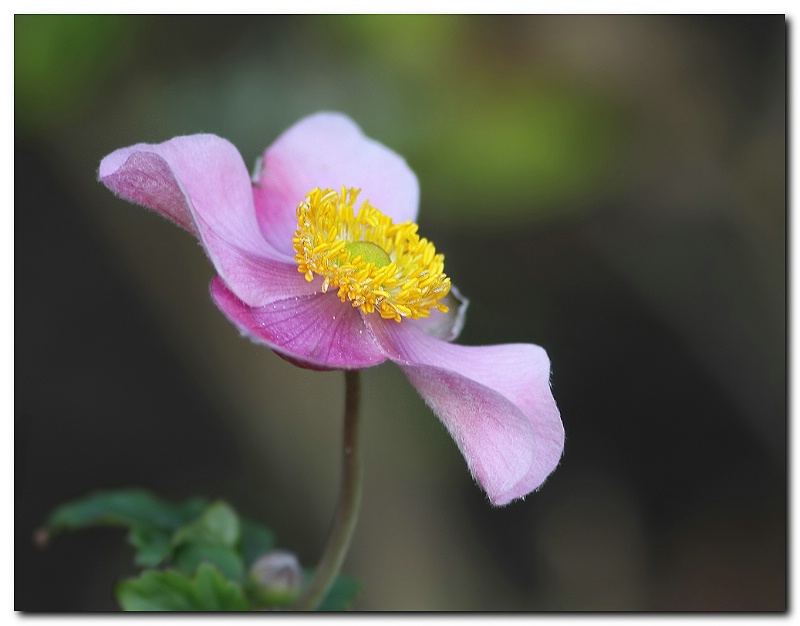 Dancing flower