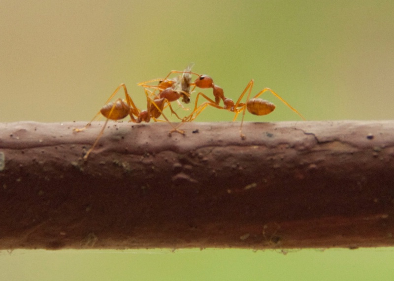 Three Ants' team work