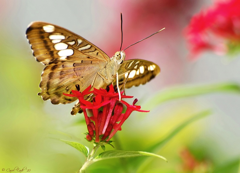 Butterfly Garden - ID: 10855301 © Carol Eade