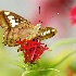 2Butterfly Garden - ID: 10855301 © Carol Eade